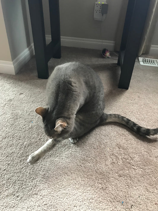 Atelier Nekozuki Episode 58!